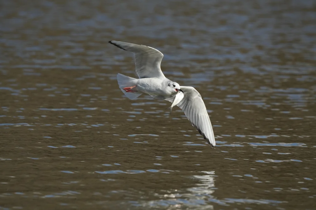 伯氏鸥(Chroicocephalus philadelphia)