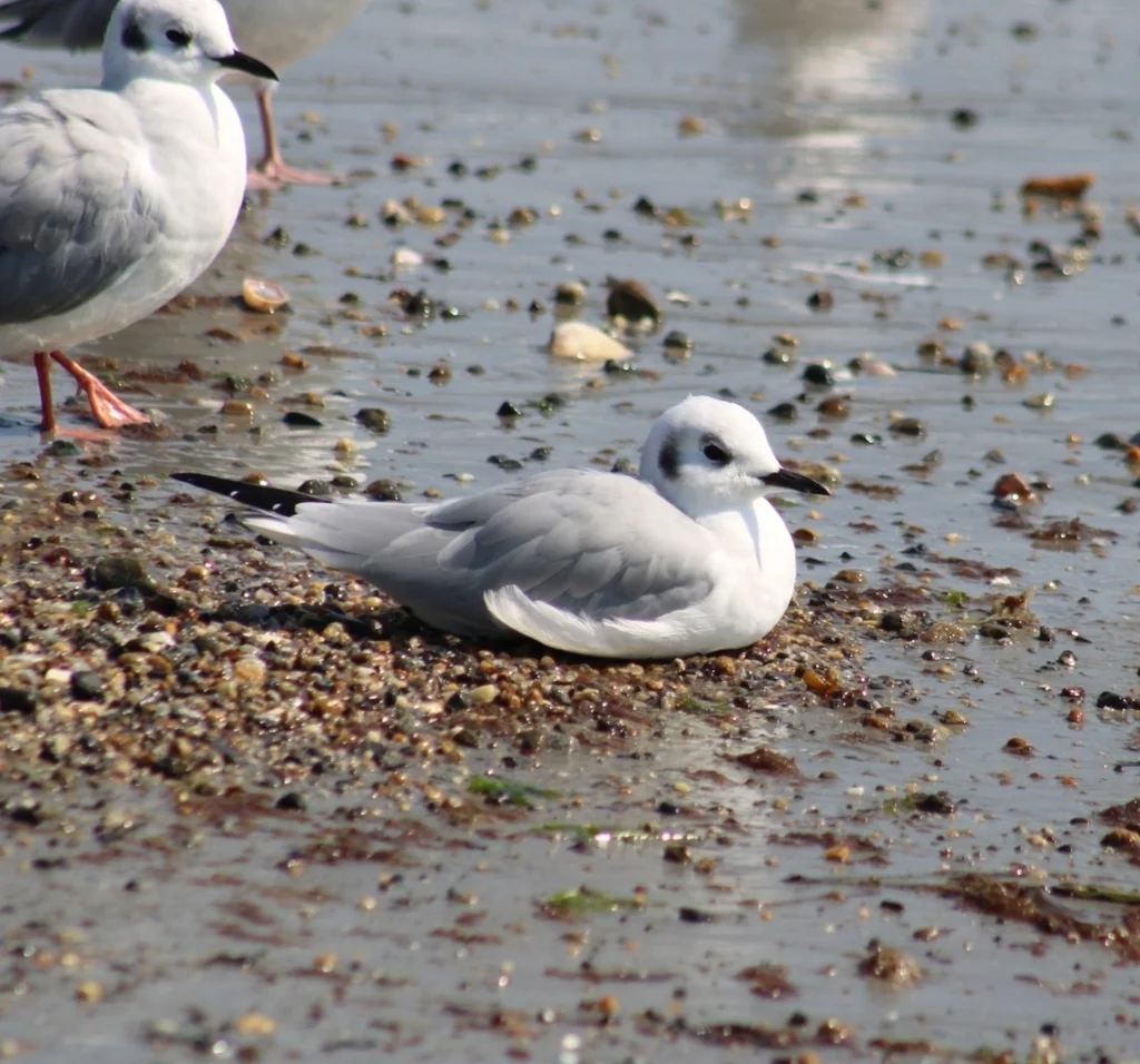 伯氏鸥(Chroicocephalus philadelphia)
