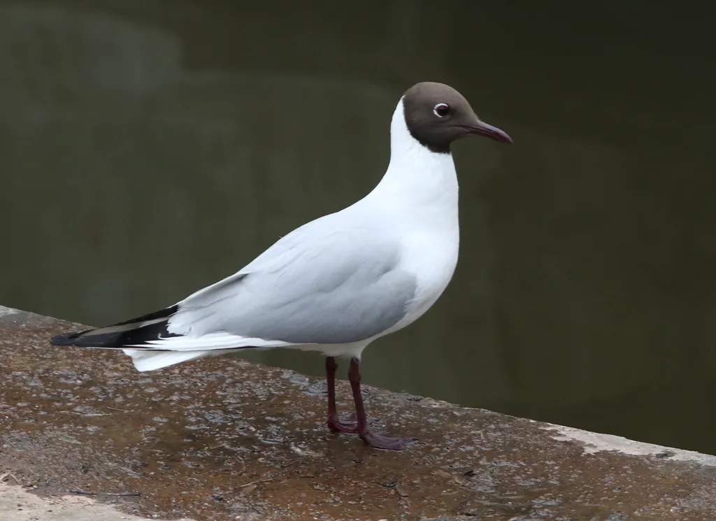 红嘴鸥(Chroicocephalus ridibundus)
