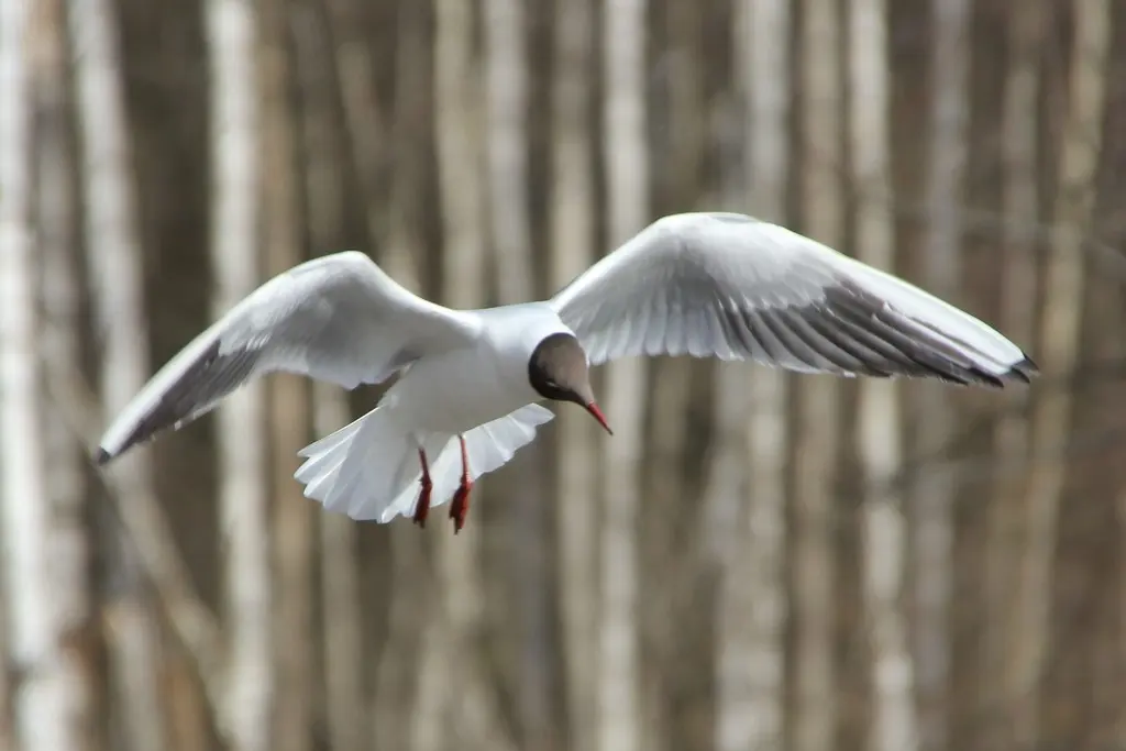 红嘴鸥(Chroicocephalus ridibundus)