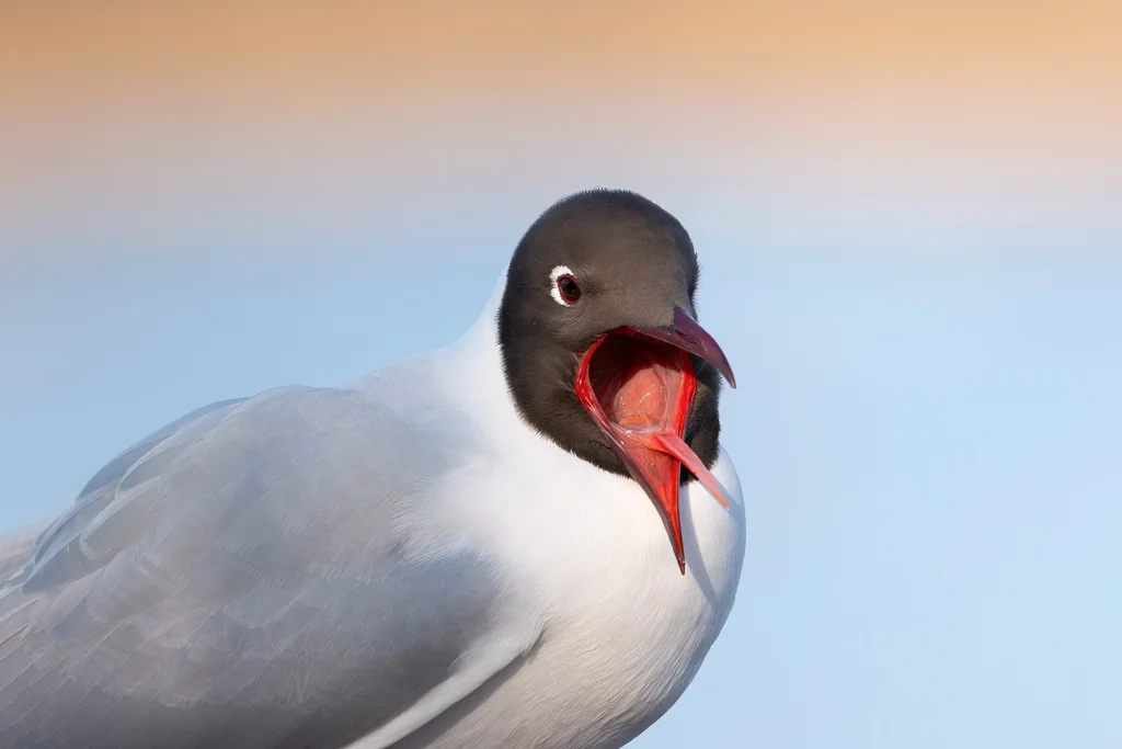 红嘴鸥(Chroicocephalus ridibundus)