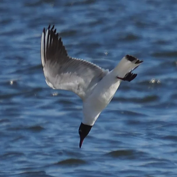红嘴鸥(Chroicocephalus ridibundus)
