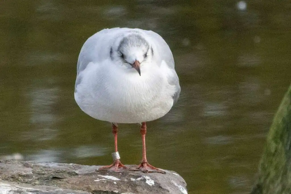 红嘴鸥(Chroicocephalus ridibundus)