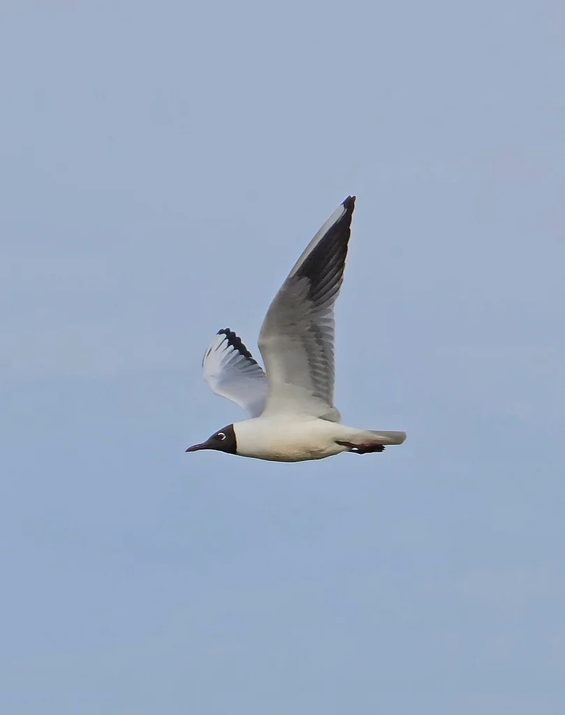 红嘴鸥(Chroicocephalus ridibundus)