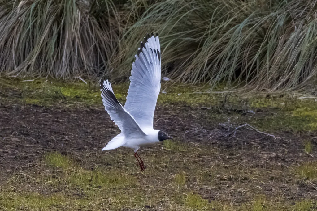 安第斯鸥(Chroicocephalus serranus)
