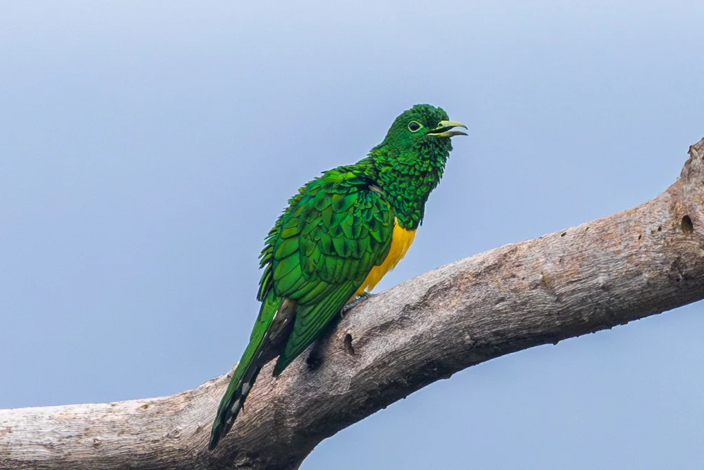 黄腹金鹃(Chrysococcyx cupreus)