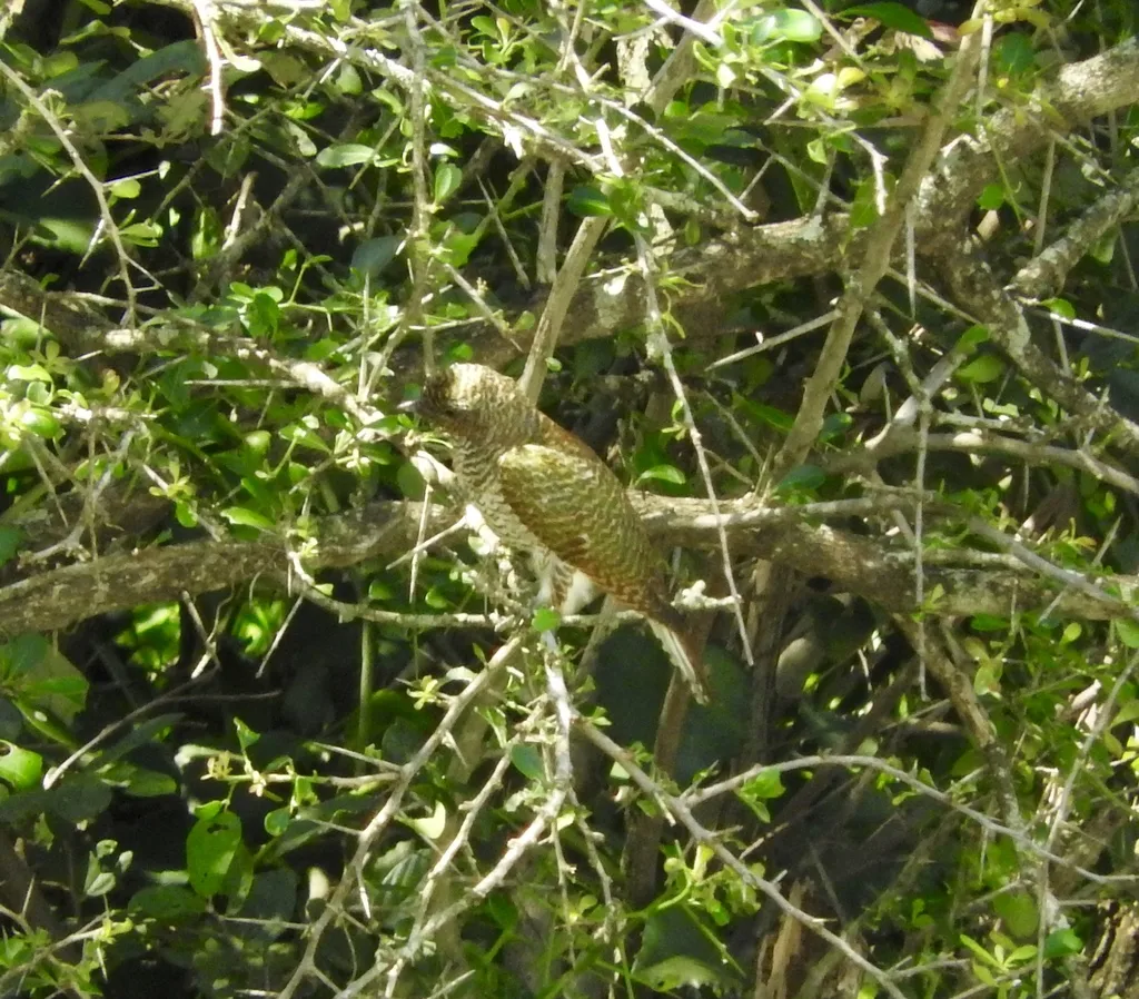 黄腹金鹃(Chrysococcyx cupreus)
