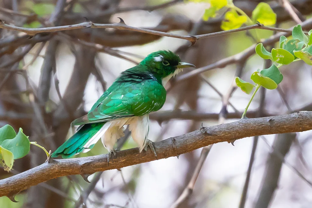 白腹金鹃(Chrysococcyx klaas)
