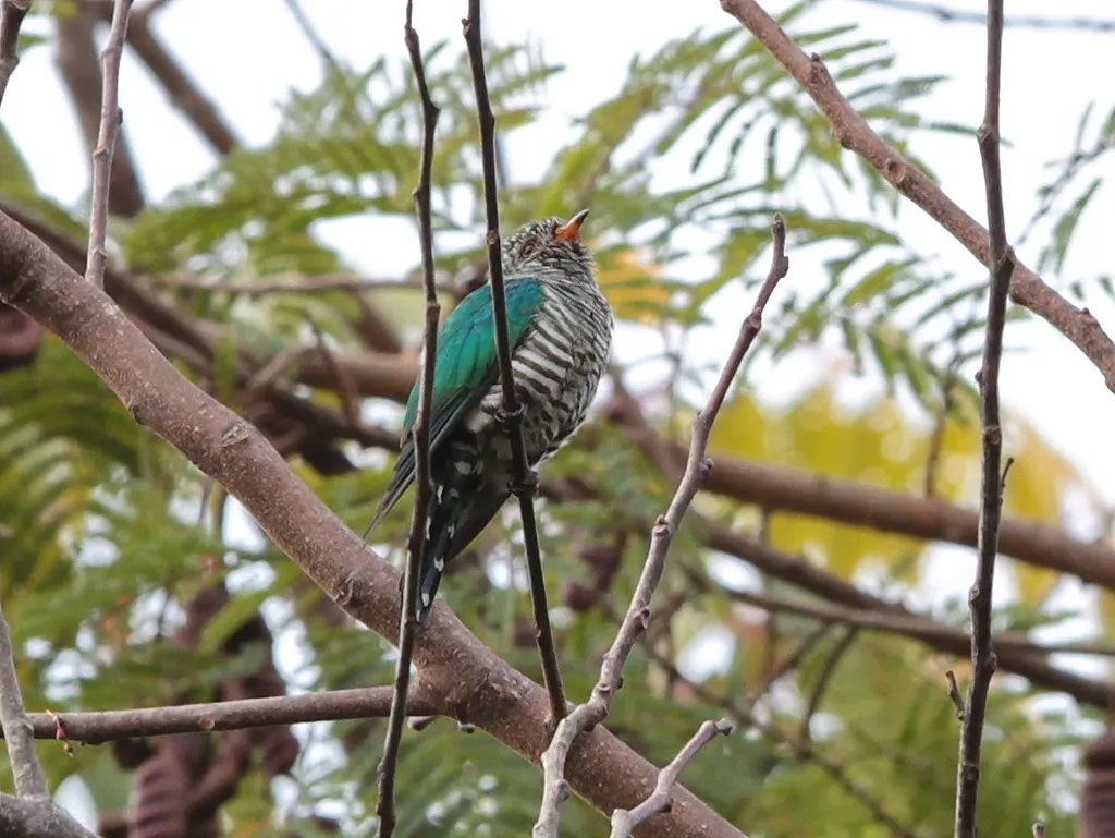 翠金鹃（Chrysococcyx maculatus）