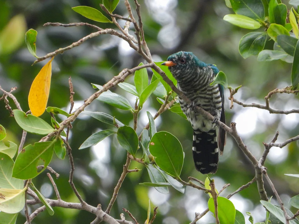 翠金鹃（Chrysococcyx maculatus）