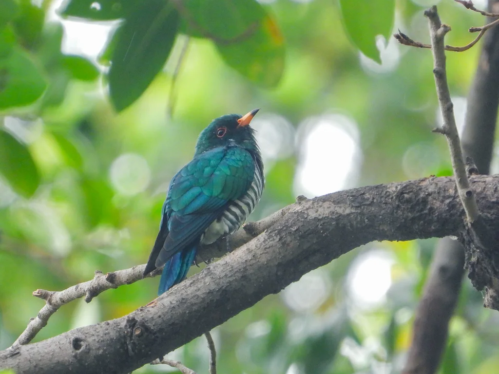翠金鹃（Chrysococcyx maculatus）