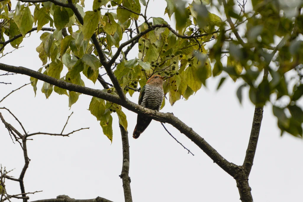 翠金鹃（Chrysococcyx maculatus）