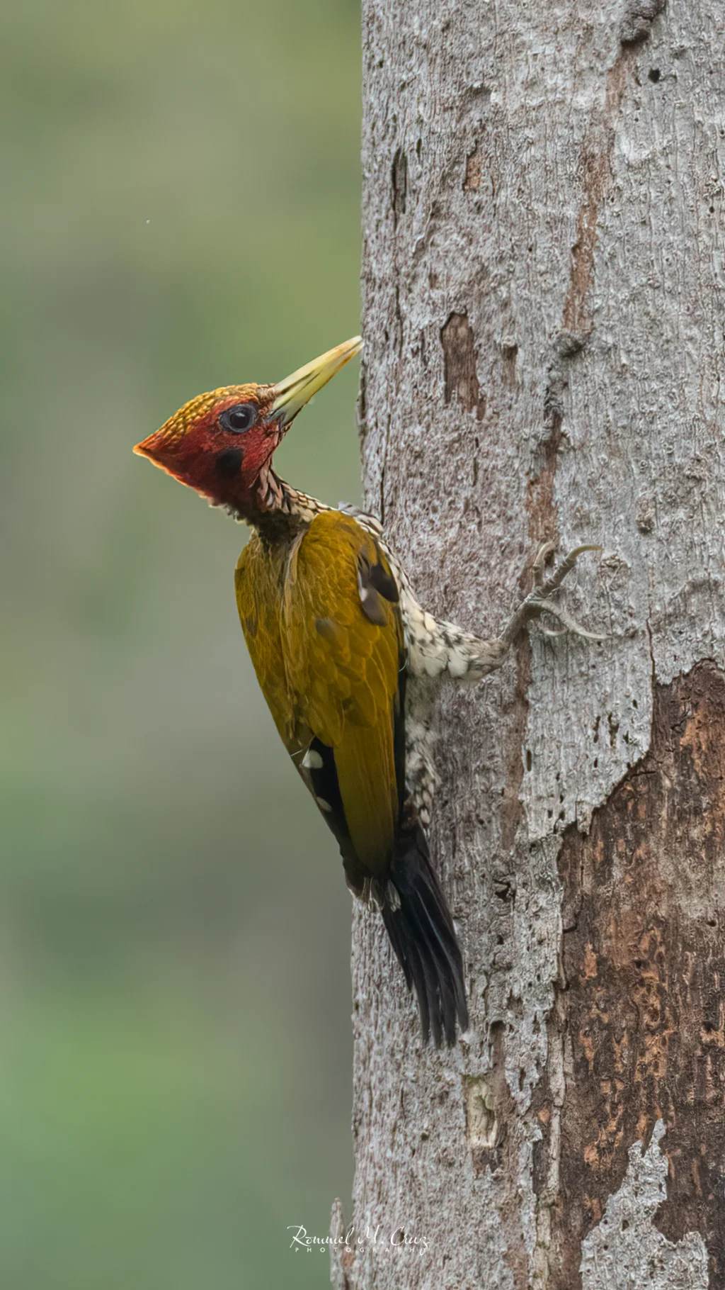 红头金背啄木鸟(Chrysocolaptes erythrocephalus)