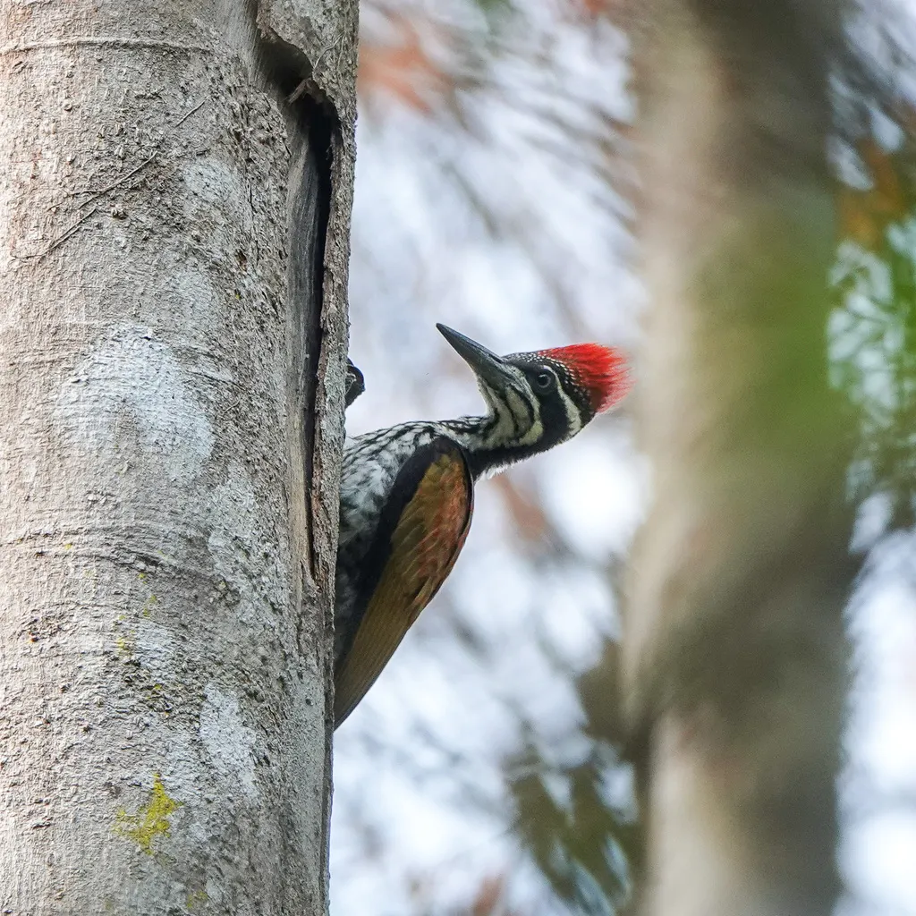 大金背啄木鸟(Chrysocolaptes guttacristatus)