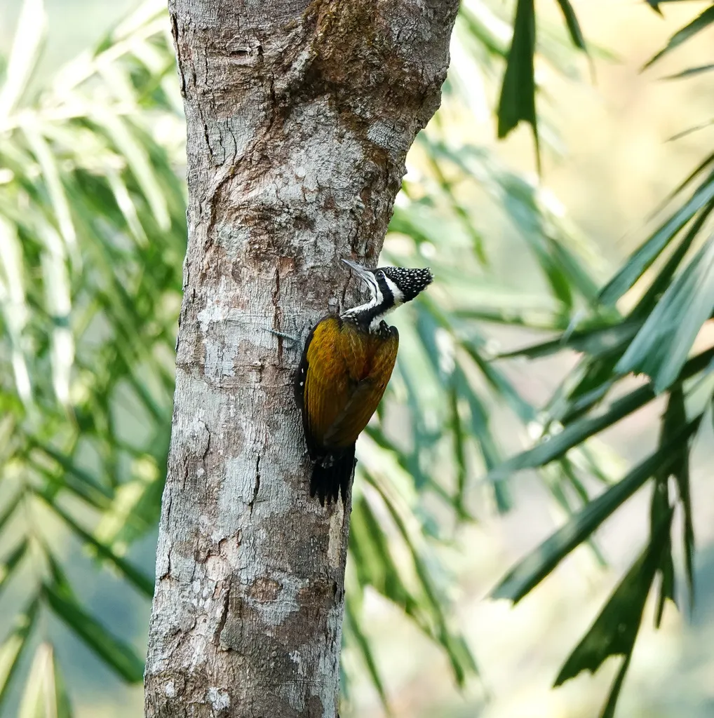 大金背啄木鸟(Chrysocolaptes guttacristatus)