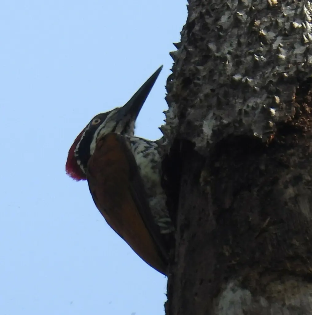 马拉巴金背啄木鸟(Chrysocolaptes socialis)