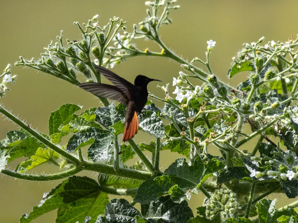 金喉红顶蜂鸟(Chrysolampis mosquitus)