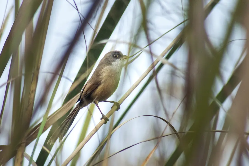 杰氏鹛雀(Chrysomma altirostre)