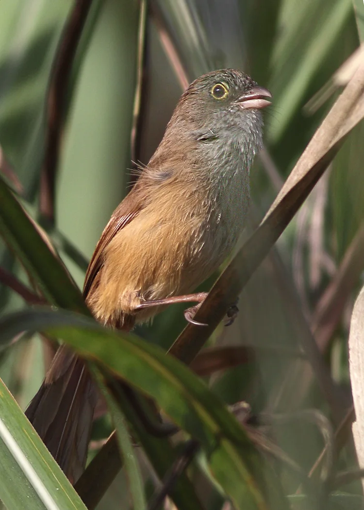 杰氏鹛雀(Chrysomma altirostre)