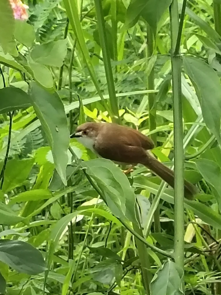 金眼鹛雀(Chrysomma sinense)