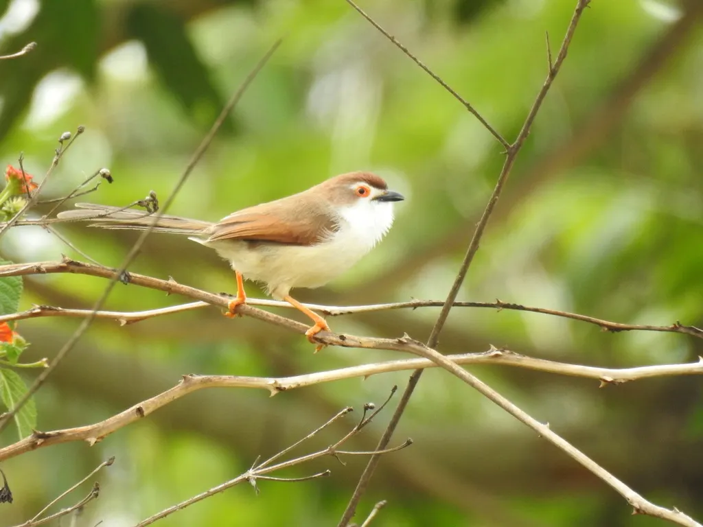 金眼鹛雀(Chrysomma sinense)