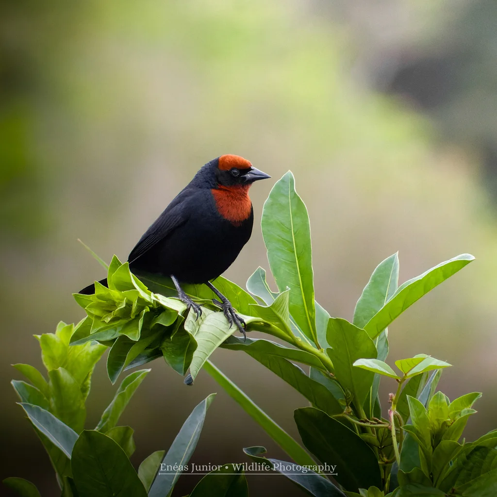 栗顶黑鹂(Chrysomus ruficapillus)