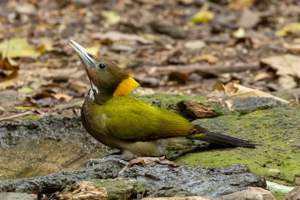 大黄冠啄木鸟（Chrysophlegma flavinucha）