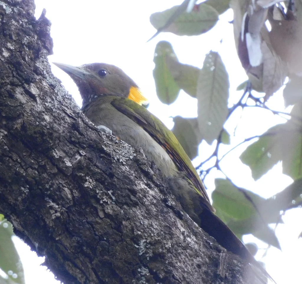 大黄冠啄木鸟（Chrysophlegma flavinucha）
