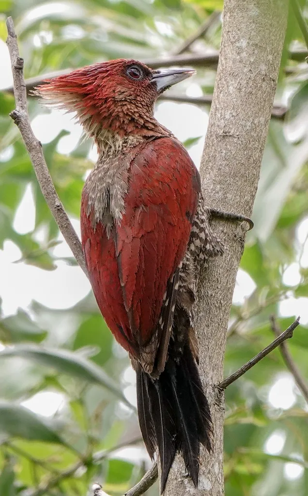 红翅绿背啄木鸟(Chrysophlegma miniaceum)