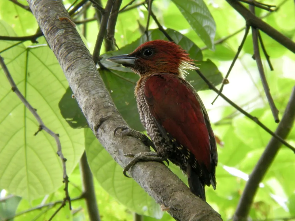 红翅绿背啄木鸟(Chrysophlegma miniaceum)