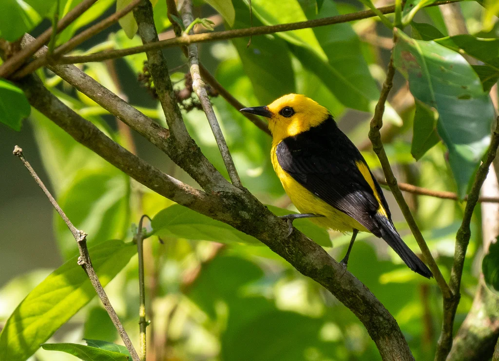 黑黄唐纳雀(Chrysothlypis chrysomelas)