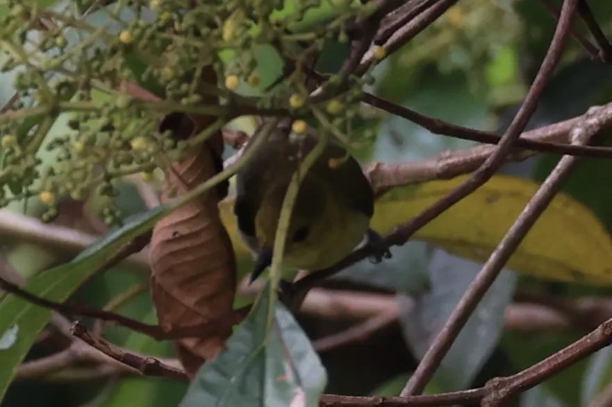黑黄唐纳雀(Chrysothlypis chrysomelas)
