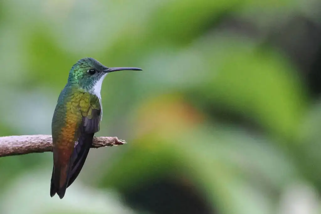 白胸蜂鸟(Chrysuronia brevirostris)