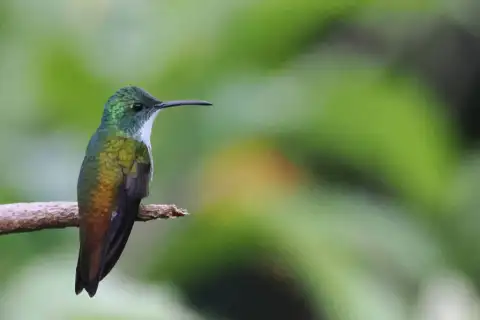 白胸蜂鸟