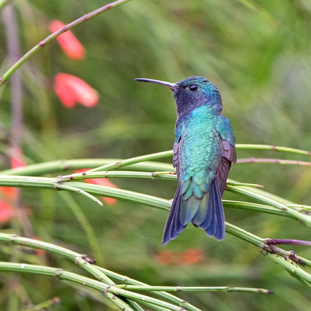 青喉蜂鸟(Chrysuronia coeruleogularis)