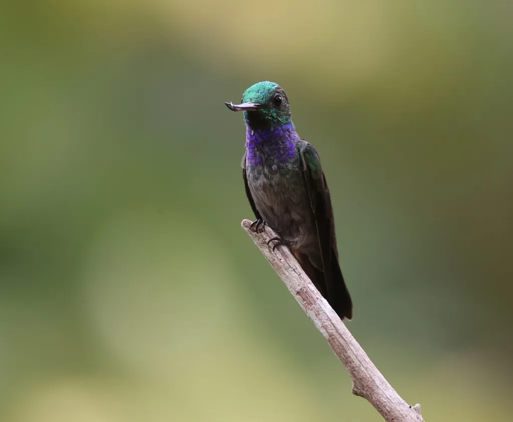 青喉蜂鸟(Chrysuronia coeruleogularis)