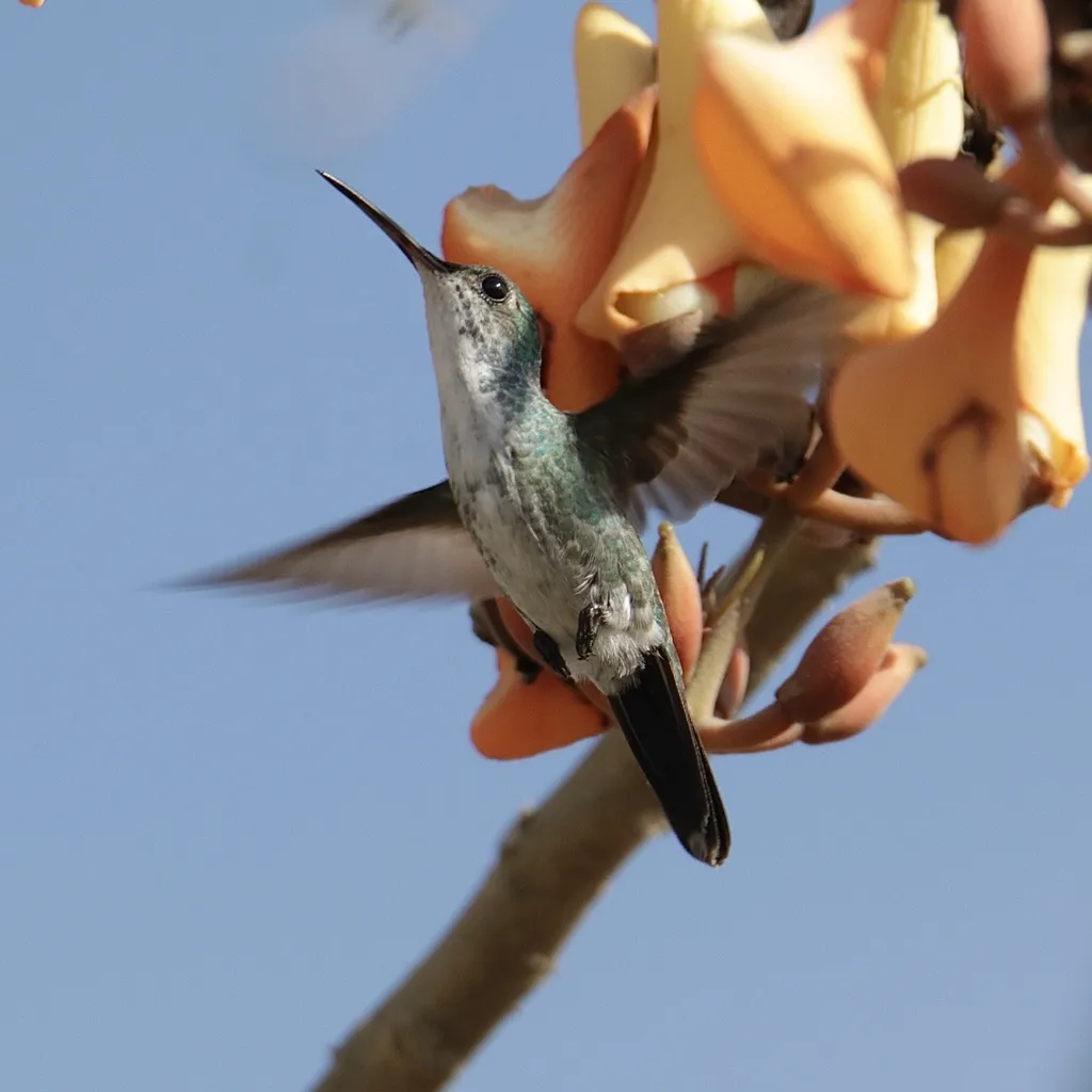 青喉蜂鸟(Chrysuronia coeruleogularis)