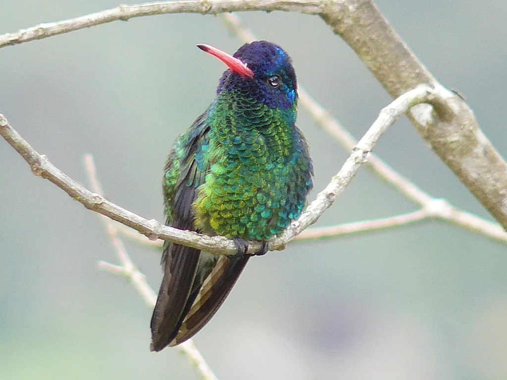 蓝头红嘴蜂鸟(Chrysuronia grayi)