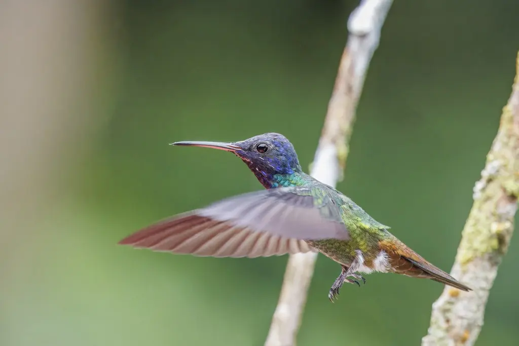 蓝头红嘴蜂鸟(Chrysuronia grayi)