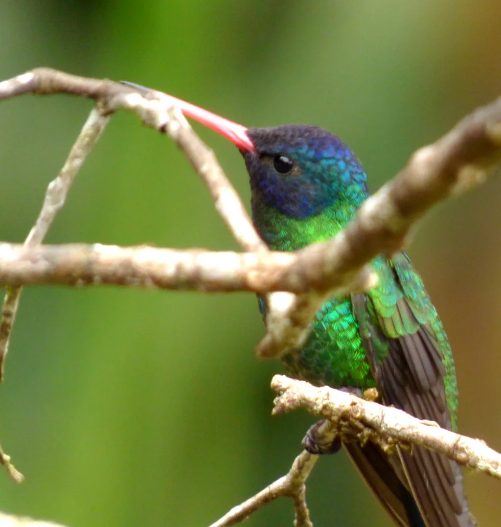 蓝头红嘴蜂鸟(Chrysuronia grayi)