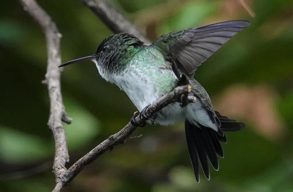 纯腹蜂鸟(Chrysuronia leucogaster)