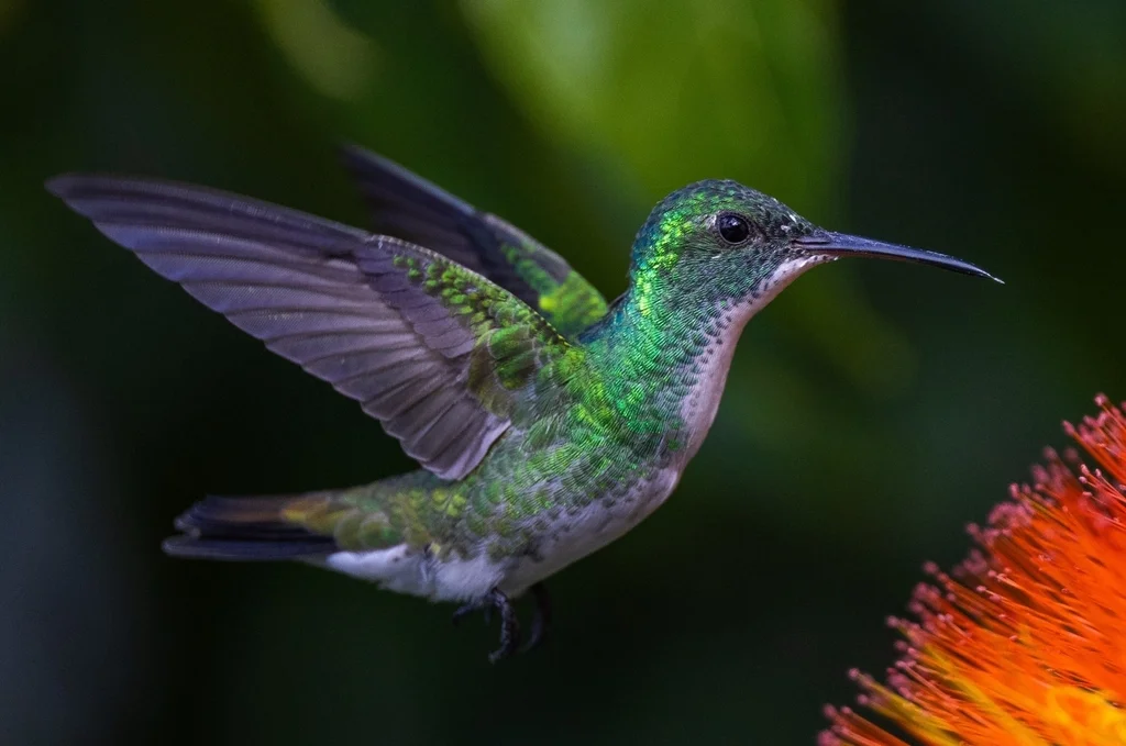 纯腹蜂鸟(Chrysuronia leucogaster)
