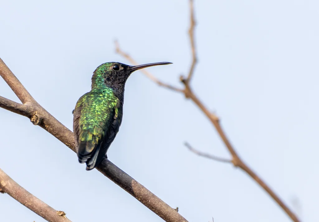 青腹蜂鸟（Chrysuronia lilliae）