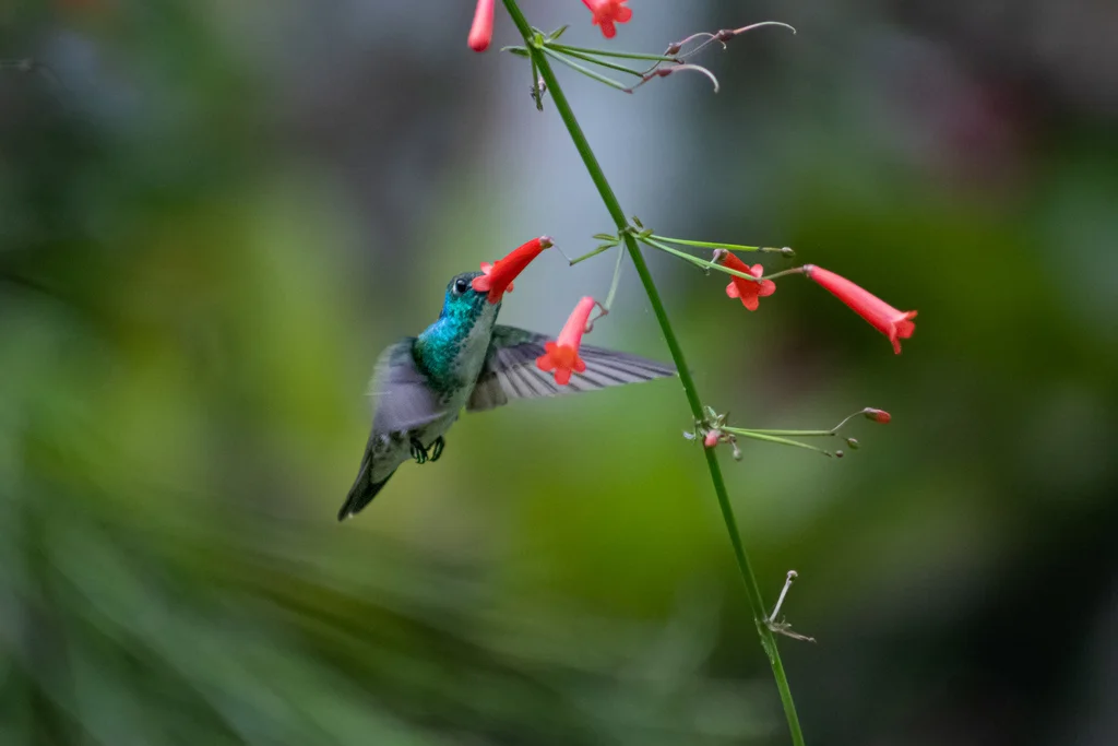 虹彩蜂鸟(Chrysuronia versicolor)