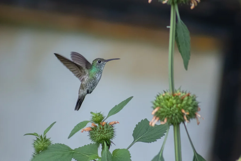 虹彩蜂鸟(Chrysuronia versicolor)
