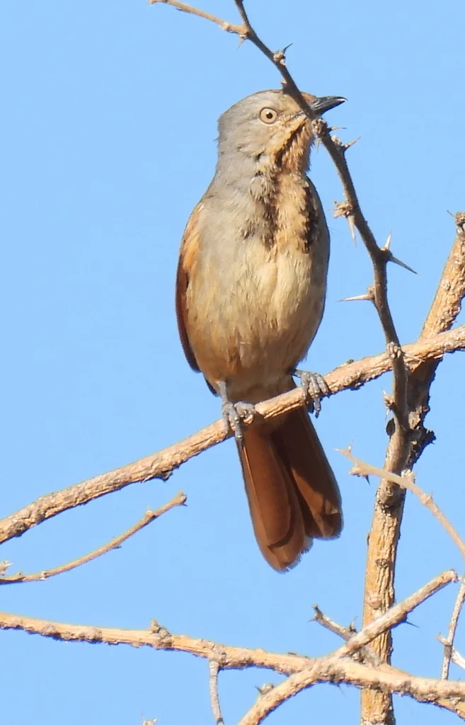 晨鸫(Cichladusa arquata)