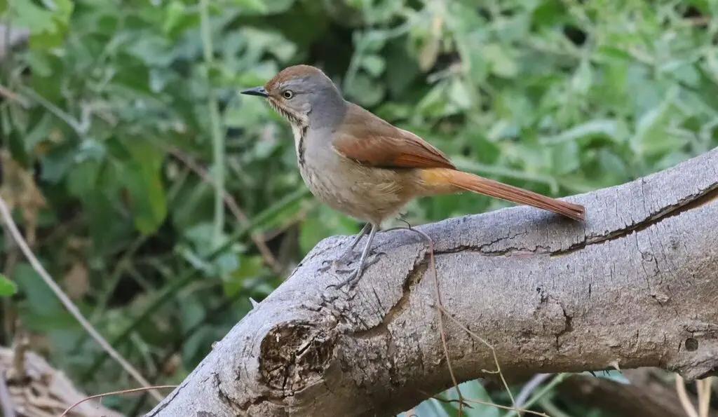 晨鸫(Cichladusa arquata)