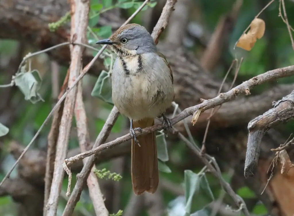 晨鸫(Cichladusa arquata)