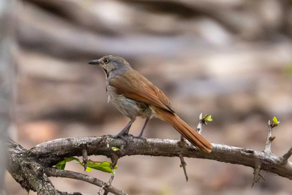 晨鸫(Cichladusa arquata)