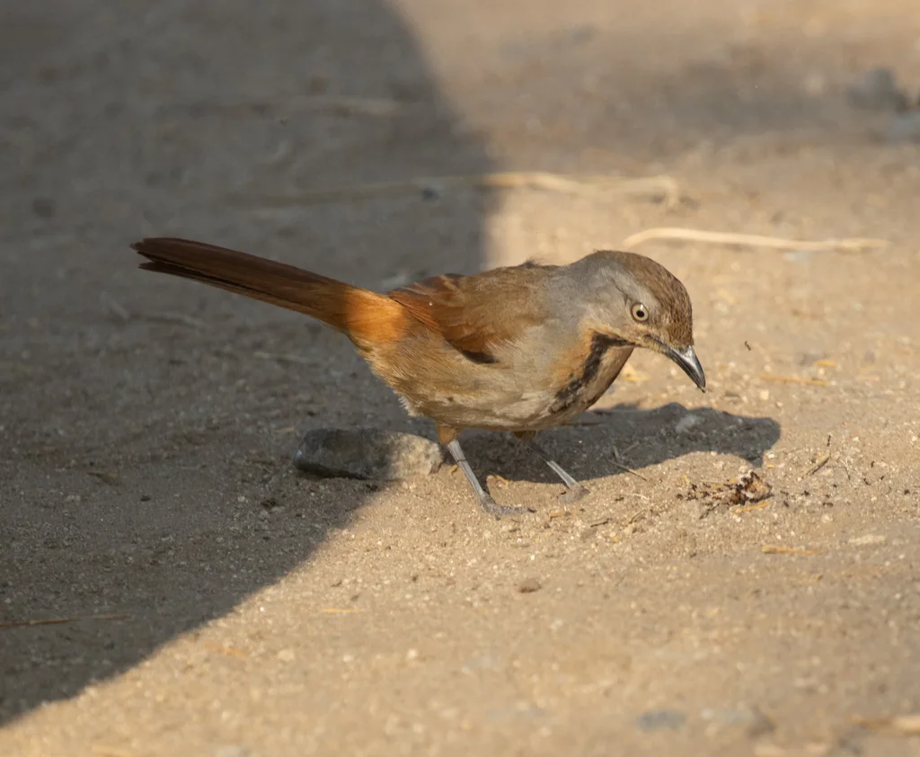 晨鸫(Cichladusa arquata)